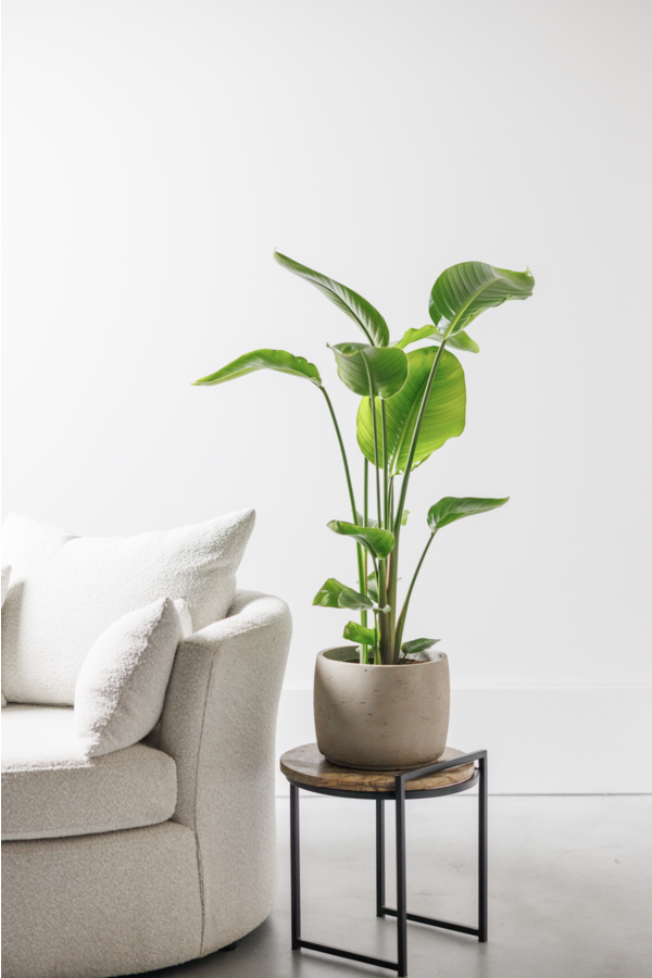 Strelitzia Nicolai S