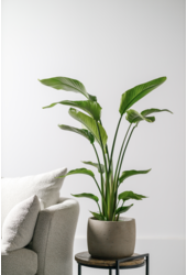 Strelitzia Nicolai S