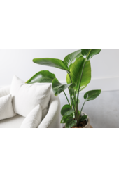 Strelitzia Nicolai S