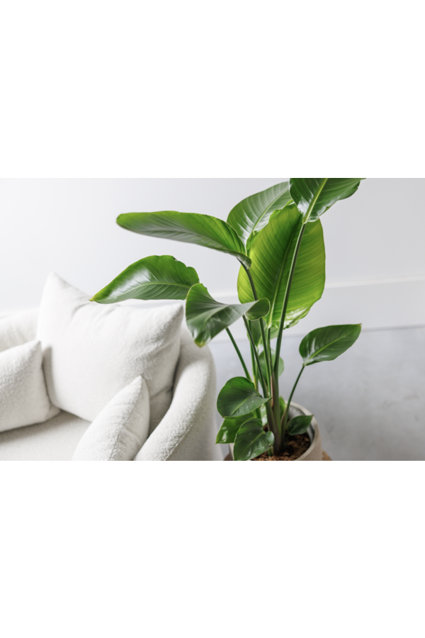 Strelitzia Nicolai S