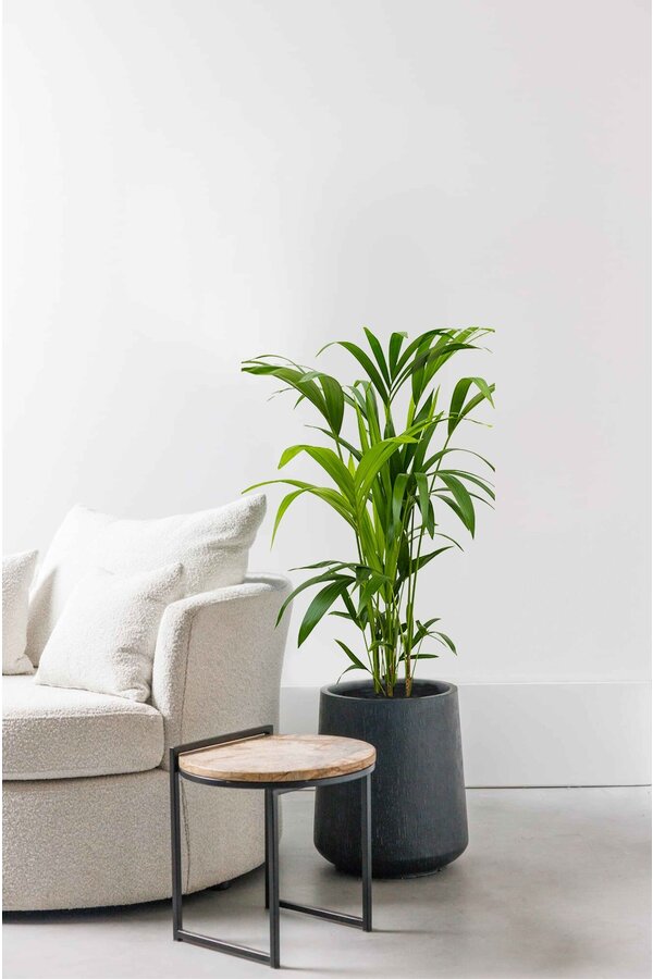 Palmier Kentia XS