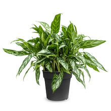 Aglaonema