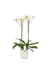 Orchidee Bijoux Crystal Umbrie