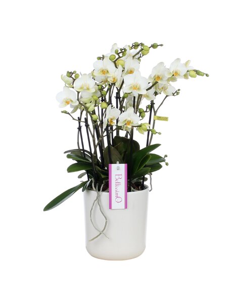 Phalaenopsis