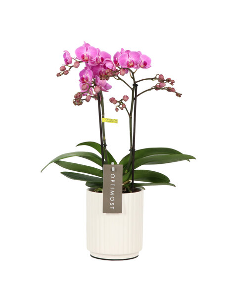 Phalaenopsis