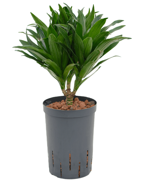 Hydroplante Dracaena