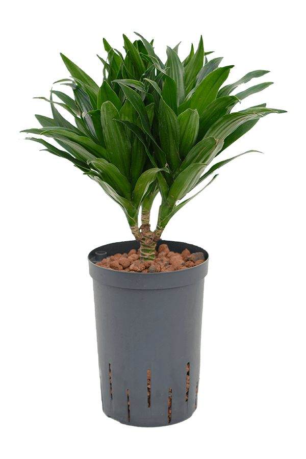 Hydroplante Dracaena compacta