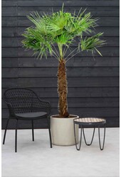 Trachycarpus waaierpalm Kingsize