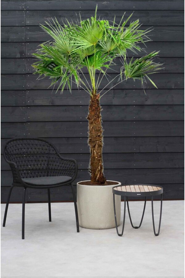 Trachycarpus waaierpalm Kingsize