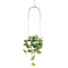 Umbra Pot de fleurs suspendu Bolo avec Scindapsus pictus