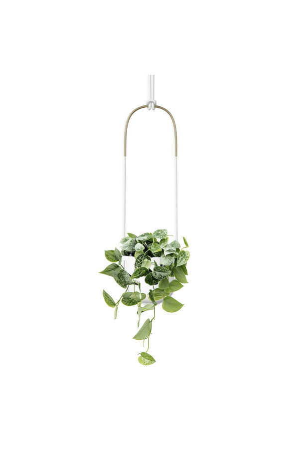 Bolo hangende bloempot met Scindapsus pictus