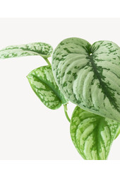 Pot de fleurs suspendu Bolo avec Scindapsus pictus