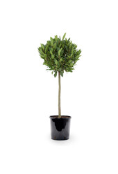 Laurus Nobilis Stam S