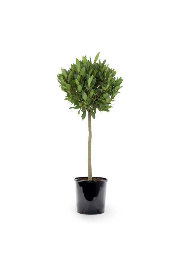 Laurus Nobilis Stam S