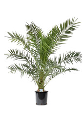 Phoenix Canarien XXL