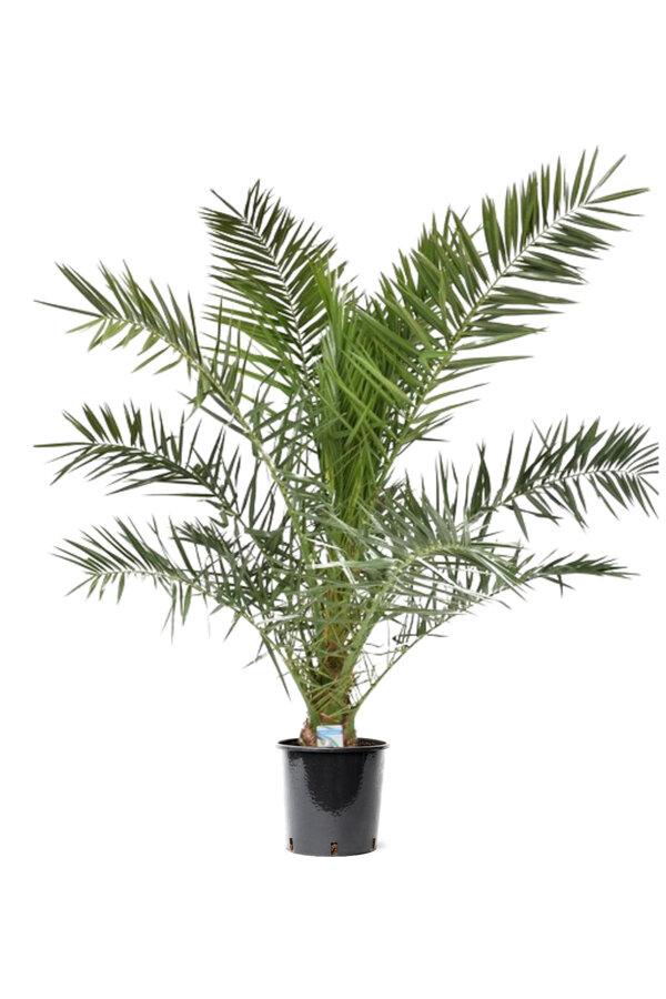 Phoenix Canarien XXL