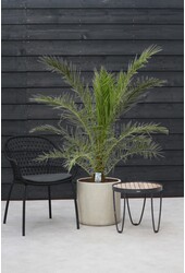 Phoenix Canarien XXL