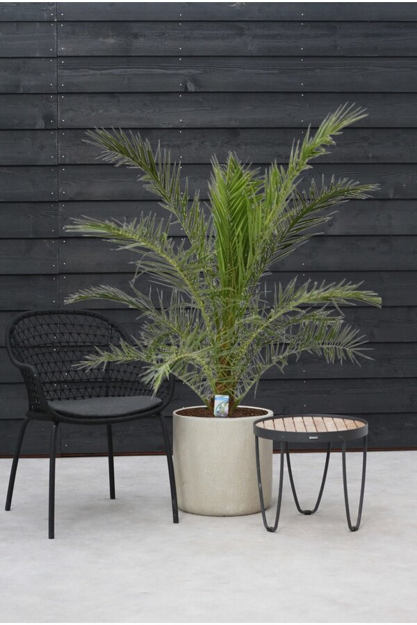 Phoenix Canarien XXL