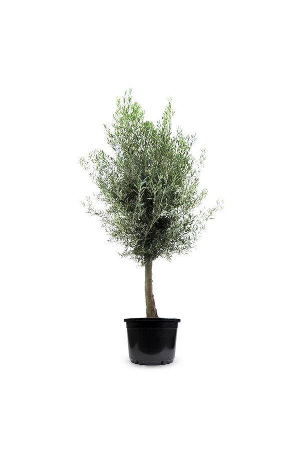 Olivier tronc épais XXL