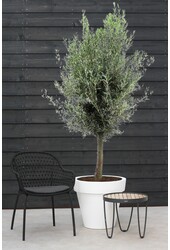 Olivier tronc épais XXL