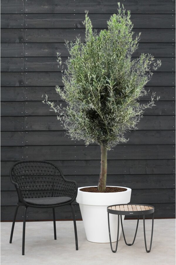 Olivier tronc épais XXL