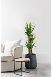 Yucca Palmier-lis Touffe L