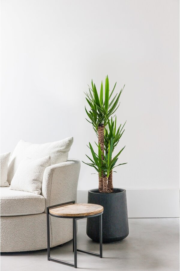 Palmlelie Yucca Toef L