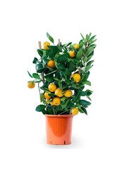 Oranger sur treillis M