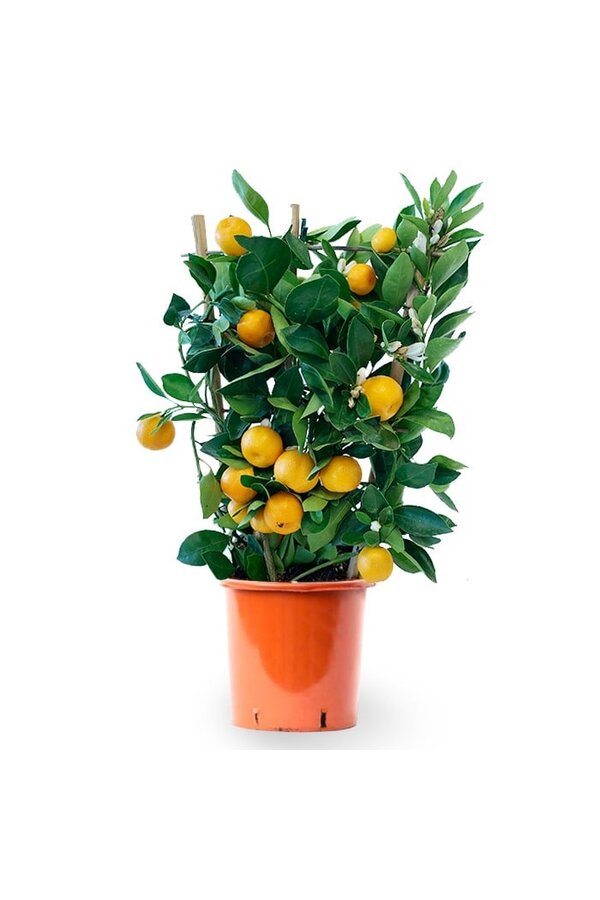 Oranger sur treillis M