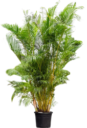 Goudpalm Areca