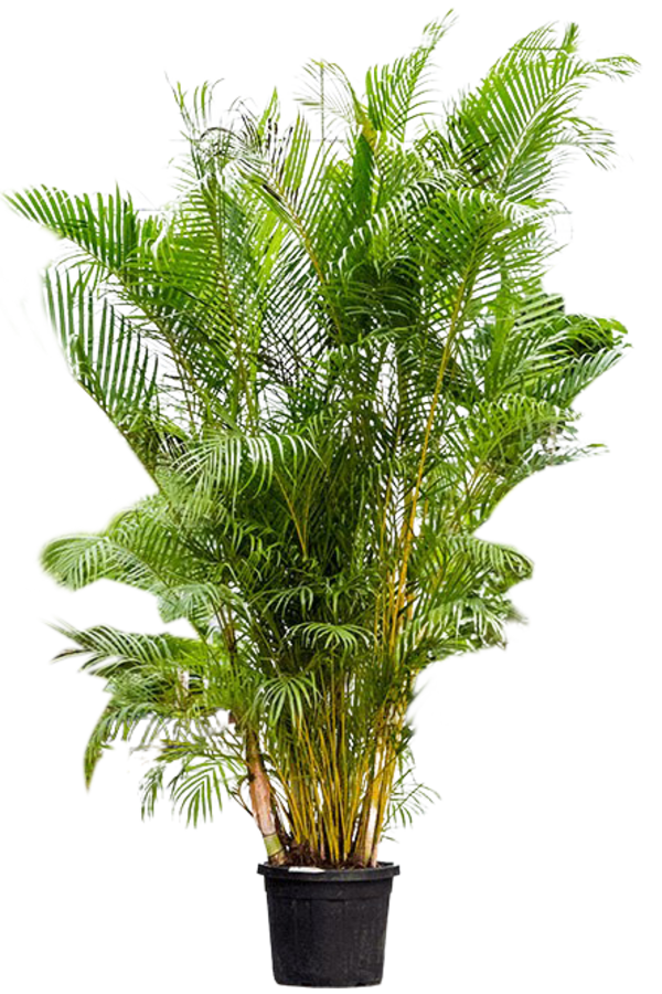 Goudpalm Areca