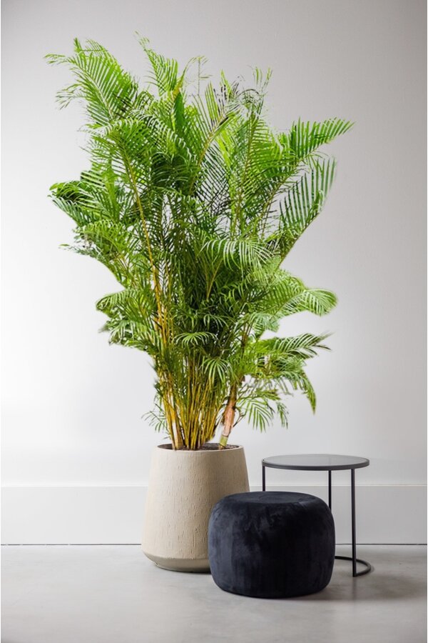 Palmier doré Aréca