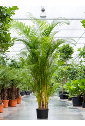 Goudpalm Areca
