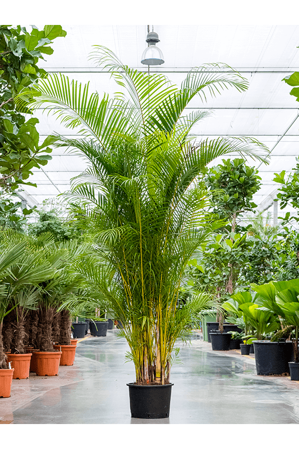 Goudpalm Areca