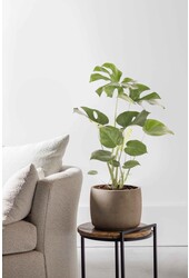 Monstera Deliciosa Arbuste