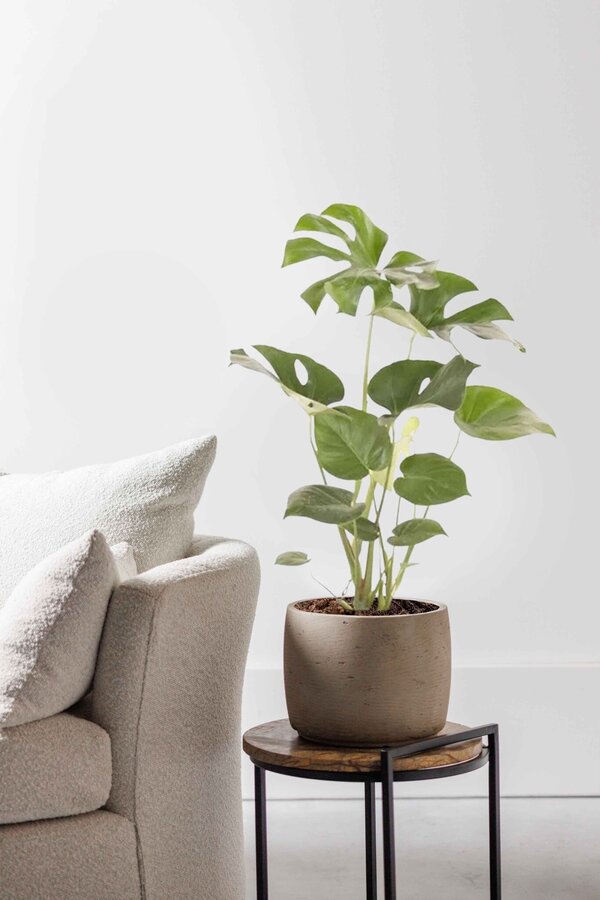 Monstera Deliciosa Struik