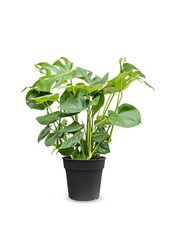 Monstera Plante à trous Bush L