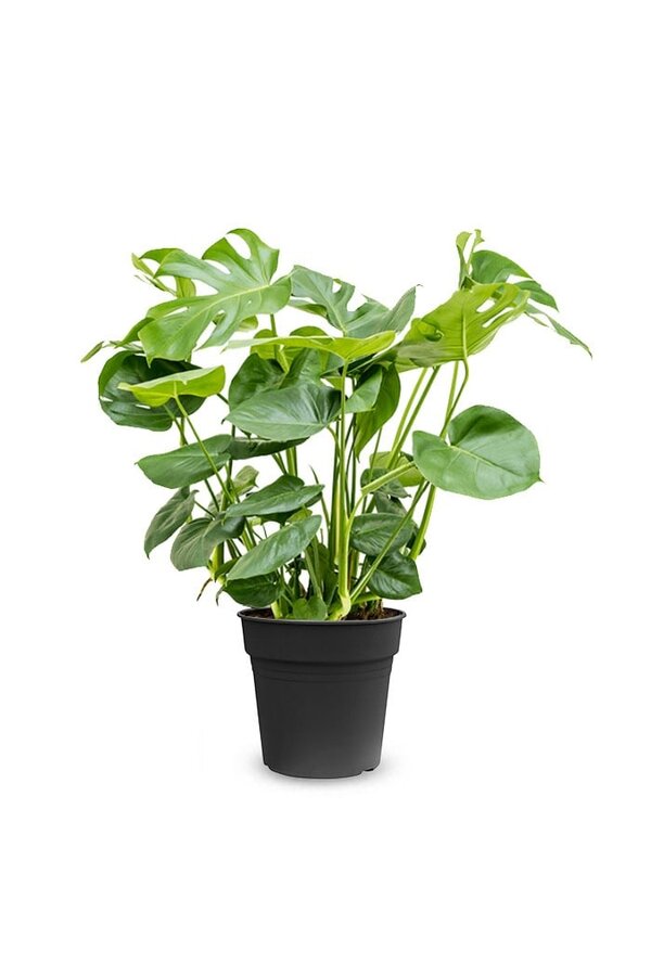 Monstera Plante à trous Bush L