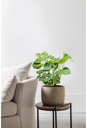 Monstera Gatenplant Bush L