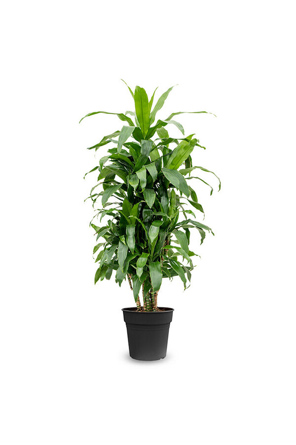 Dracaena Janet Craig M