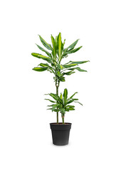 Dracaena Cintho