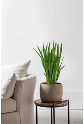 Sansevieria Kirkii L