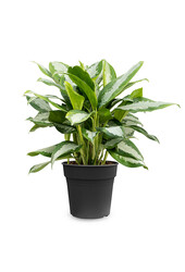 Aglaonema Silver Moon