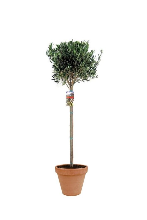 Olijfboom XL in TerraCotta