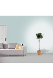 Olijfboom XL in TerraCotta
