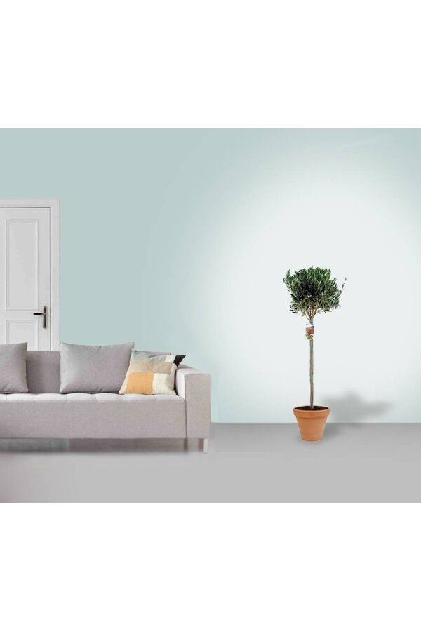 Olivier XL en TerraCotta