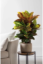 Croton Plante Merveille Petra M