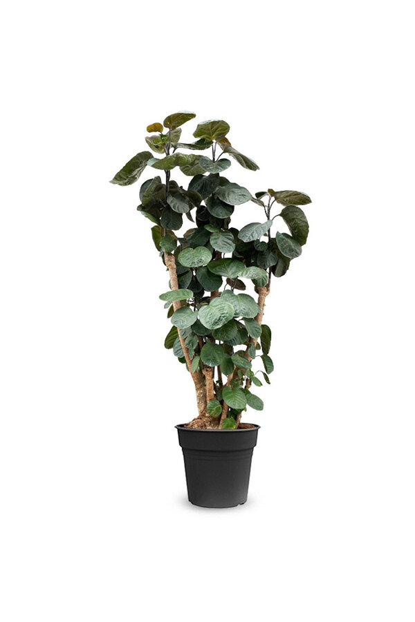 Polyscias Fabian L