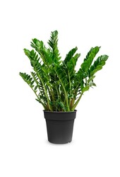 Zamioculcas Plante des dunes XXL