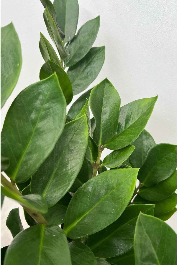 Zamioculcas Plante des dunes XXL